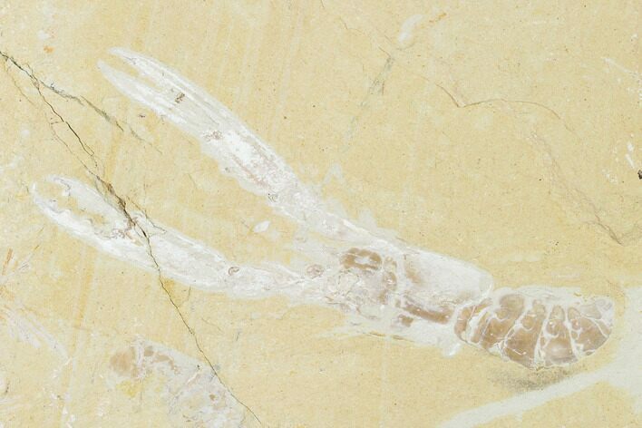 Cretaceous Lobster (Pseudostacus) Fossil - Lebanon #147062